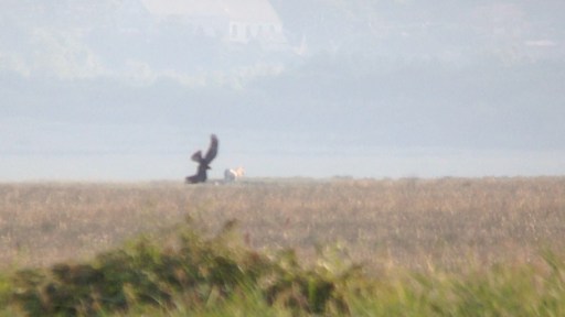Marsh Harrier vid-grab2