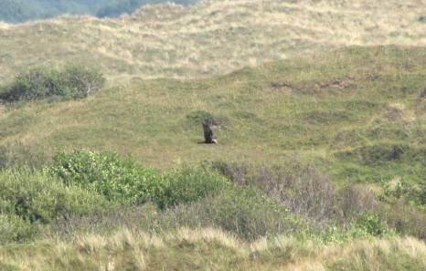 marshharrier23jul2014