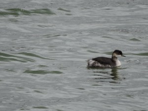 Black-necked Grebe_4
