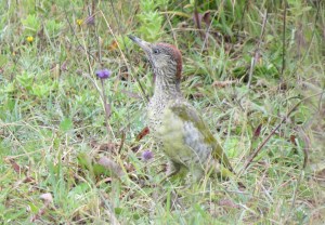 Juvenile Green Woodpecker Parc Slip