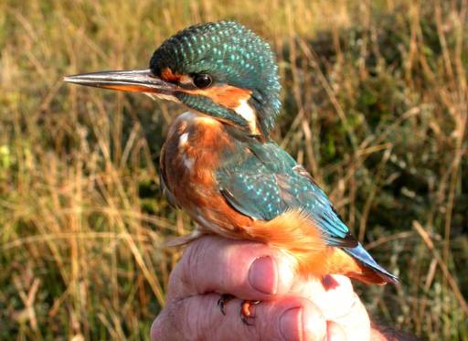 kingfisher8aug14