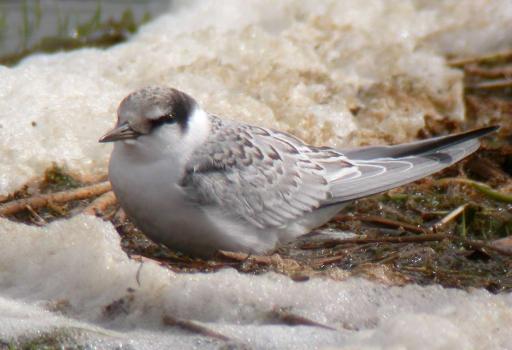 littletern13aug14
