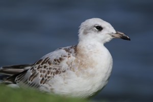Med Gull Aug 14