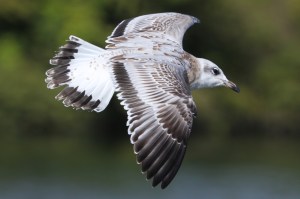 Med Gull Flight 31 Aug 14