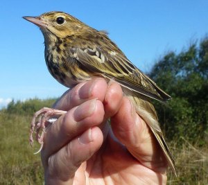 Tree-Pipit20aug14