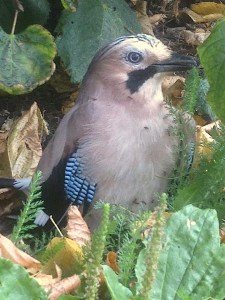 10629612_10205026099755882_2794003299074056454_n