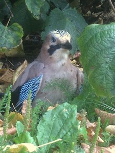 10647136_10205026100155892_6240620436790811608_n