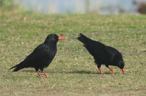 caravan day 13th sept 029trmshrplite