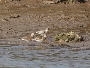 Curlew Sand x3