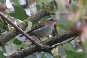 Lavernock Fcrest 14 Sept 14