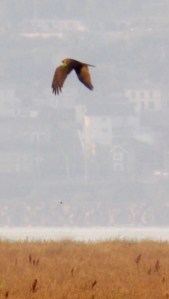 Marsh Harrier re