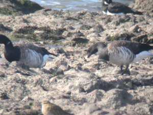 Brentgeese2Oct14