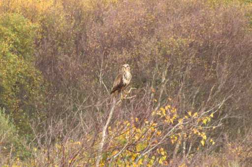 commonbuzzard28oct14a