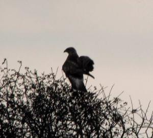 commonbuzzard28oct14b