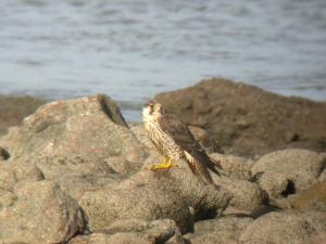 peregrine16oct14
