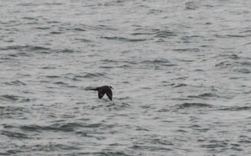 Pomarine Skua Bracelet Bay 11Oct14