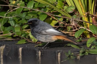 Black Redstart