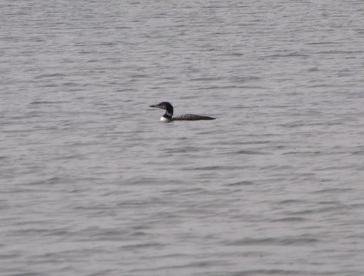 greatnortherndiver8nov14