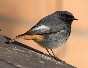 The Plas Taliesin adult male Black Redstart