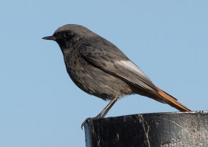 Adult male Black Redstart at the very end of Llwyn Passat looking towards the barrage.
