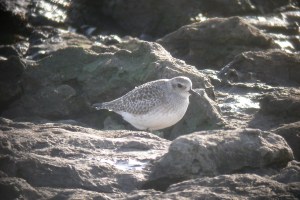 20150127GreyPlover