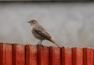 Black Redstart