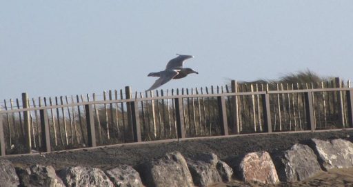 GlaucousGull15Jan15a