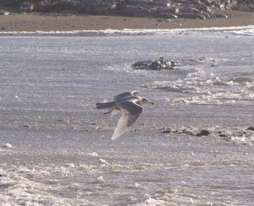 GlaucousGull15Jan15b