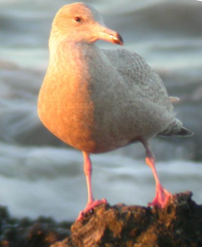 GlaucousGull6feb15