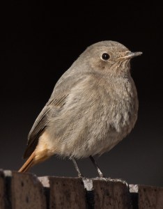 Black Redstart