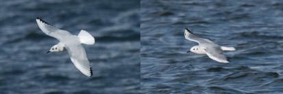 2015 Cardiff Bay BONGU