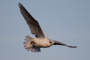 2nd CY Med Gull Cardiff Bay 22-3-15