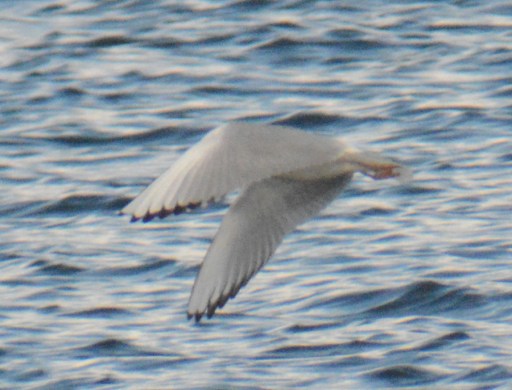 Bonaparte's Gull Cardiff Bay(11) 24Mar15
