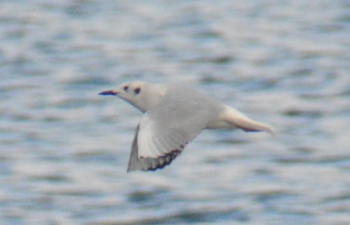 Bonaparte's Gull Cardiff Bay(13) 24Mar15