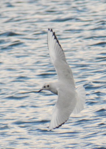 Bonaparte's Gull Cardiff Bay(15) 24Mar15