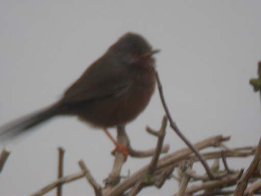 Dartford-warbler-12mar15