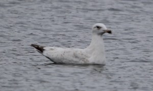 Herring Gull Cossy 22-3-15