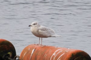 Iceland Gull Cardiff Bay 22-3-15