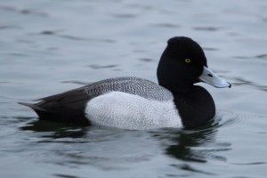 Lesser Scaup Cossy 14-3-15