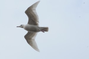 Glaucous Gull at Harbour 019