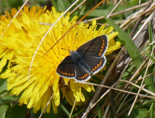 Brown Argus Morfa Tip 19Apr15