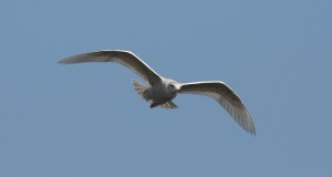 glaucous gull porthcawl 002trmshrp