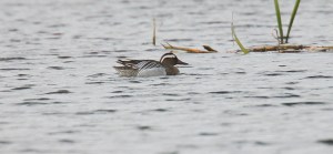 Garganey @ Oxwich