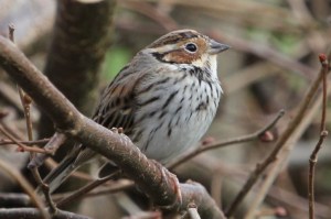 Little Bunting Forrest Farm, Cardiff 3-4-15