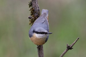 Nuthatch Forest Farm 3-4-15