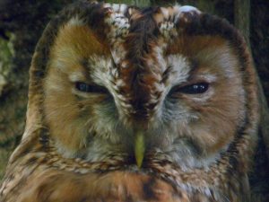 11148663_10206941021027717_1509913517788270192_n