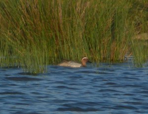 Garganey2