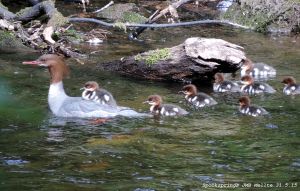 Female Goosander & 10 chicks, @ River Mellte nr. Pontneddfechan