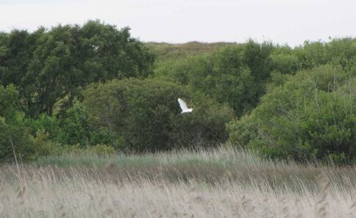 greatwhiteegret3jul15b