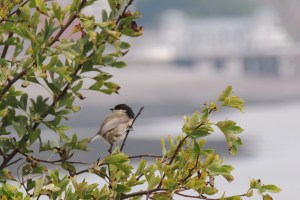 With Penarth Pier in the background
